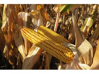 Tract 1 - LAND & REAL ESTATE AUCTION, 450+/- Acres offered in 17 Tracts of Highly Productive, Tillable Crop Land